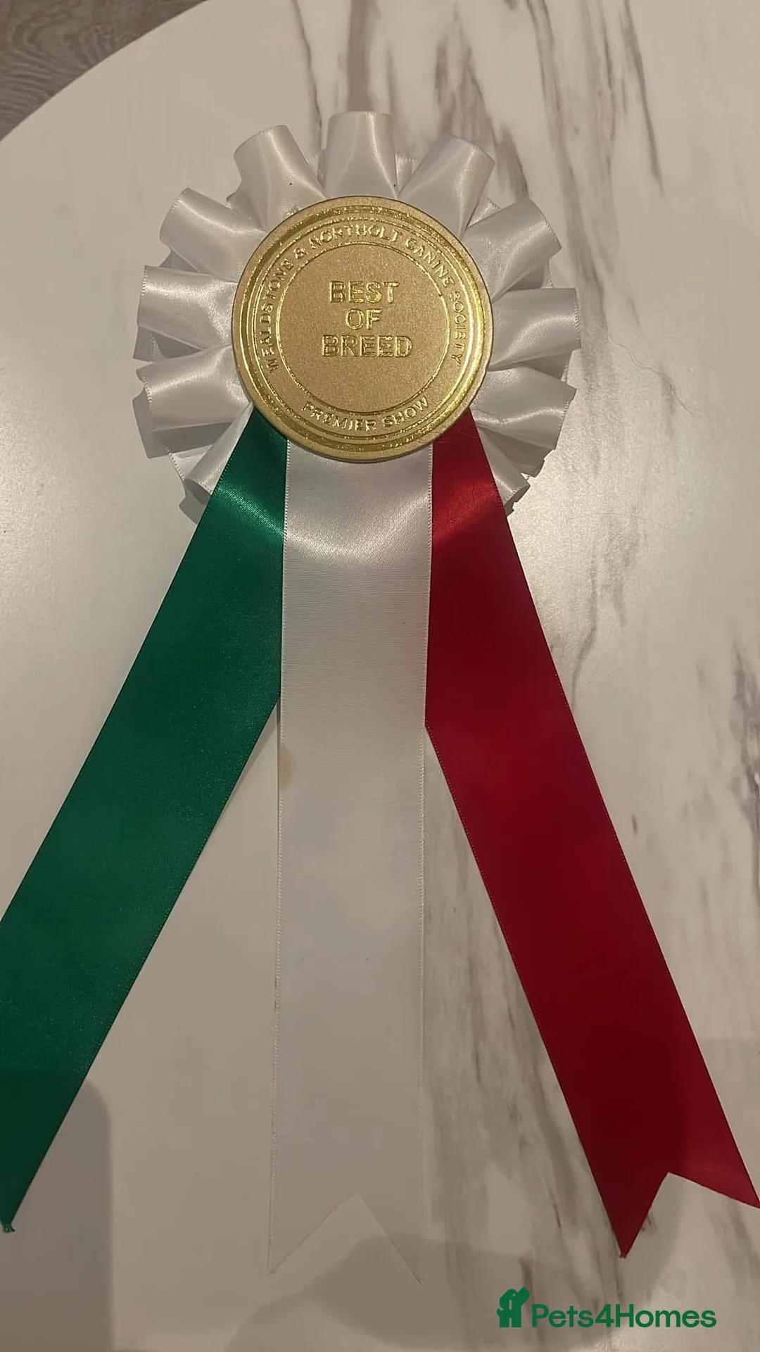 Japanese Akita Inu dogs for stud: JJapanese Akita Inu Stud Available – London - Advert 2