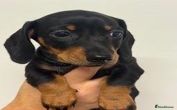 Miniature Dachshund dogs for sale: Miniature dachshund  - Image 4