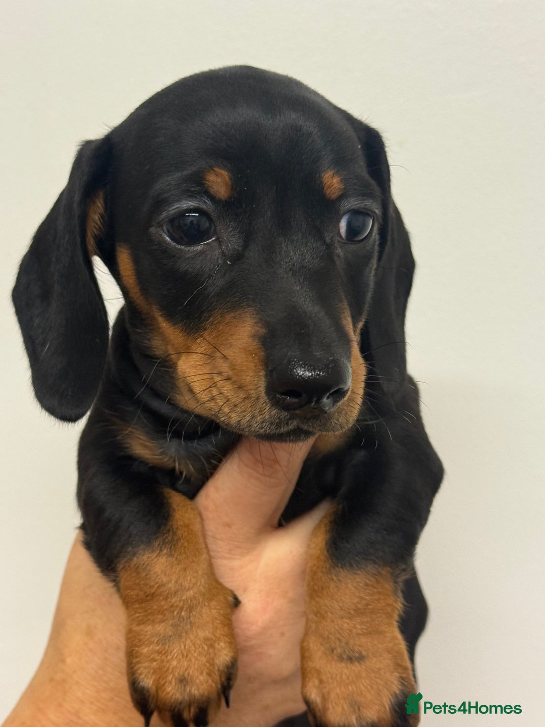 Miniature Dachshund dogs for sale: Miniature dachshund  - Image 4