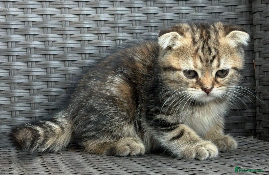 Scottish Fold cats Scottish fold x BSH - Advert 2
