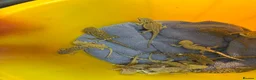 Bearded Dragon reptiles for sale: Trans Hypo Bearded Dragons - Advert 6
