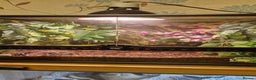 Frog reptiles for sale: Pac man frog and Exo terra enclosure  - Advert 2