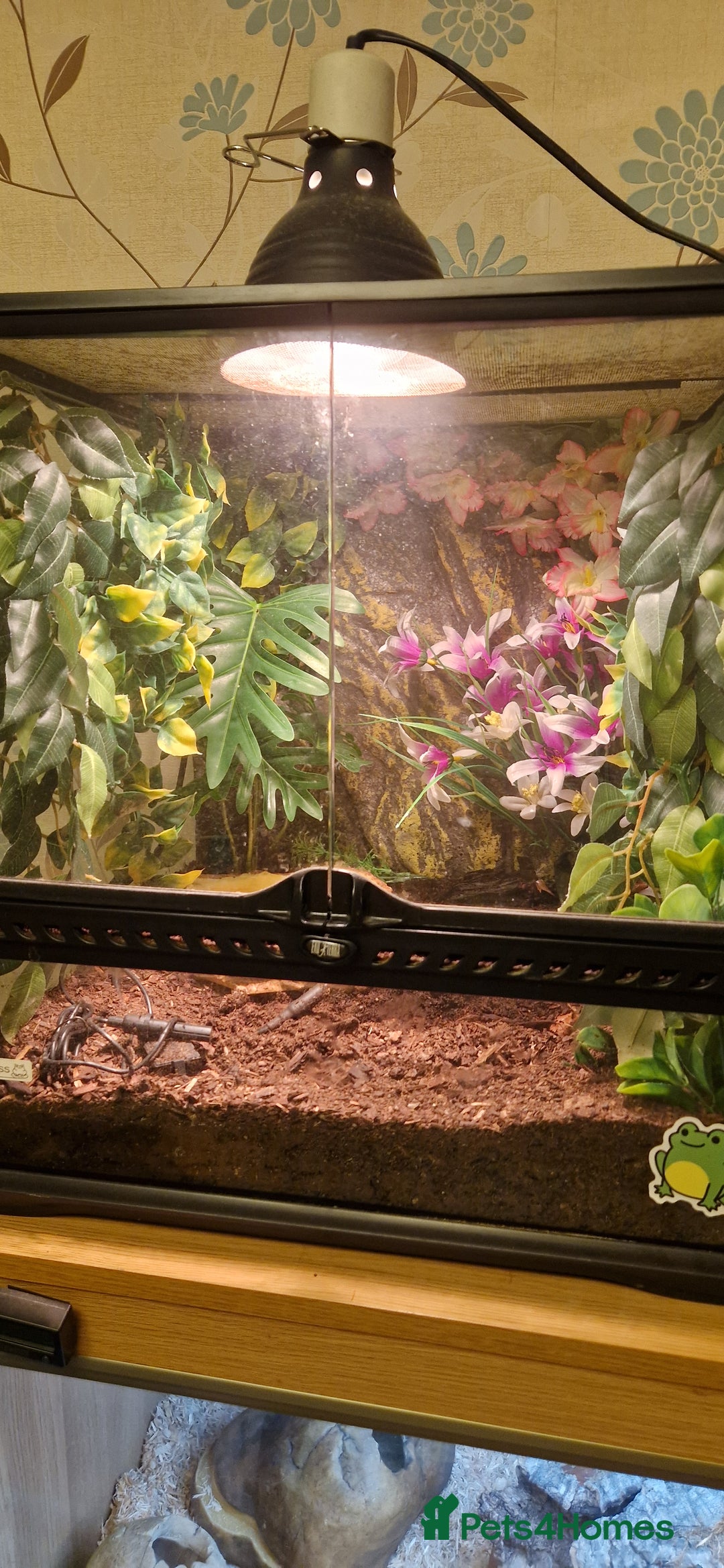 Frog reptiles for sale: Pac man frog and Exo terra enclosure  - Advert 2