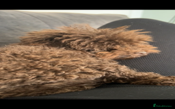 Toy Poodle dogs for sale: Toy poodle for sale  - Image 4