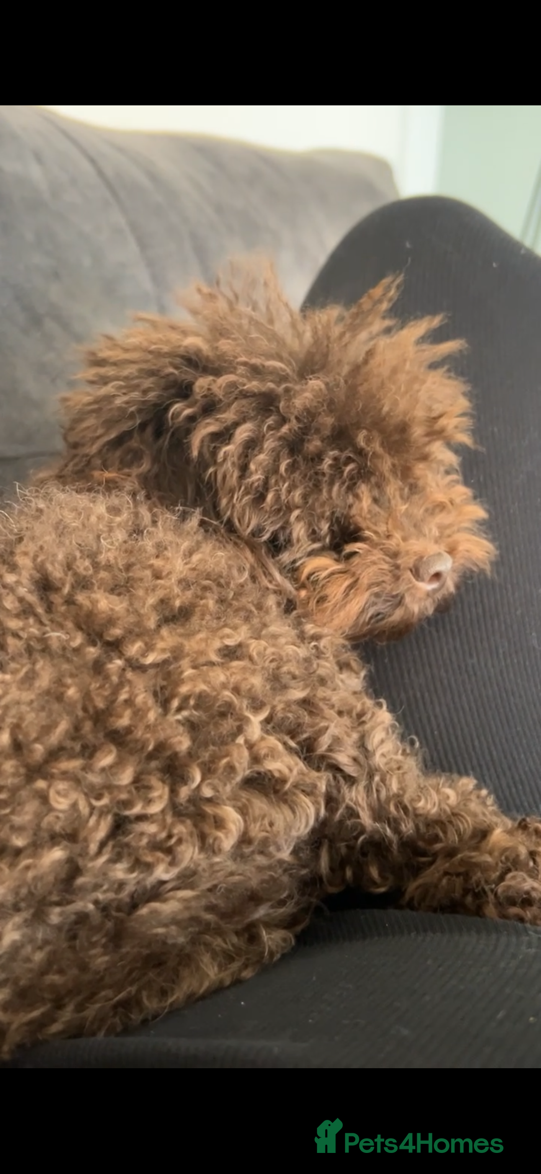 Toy Poodle dogs for sale: Toy poodle for sale  - Image 4