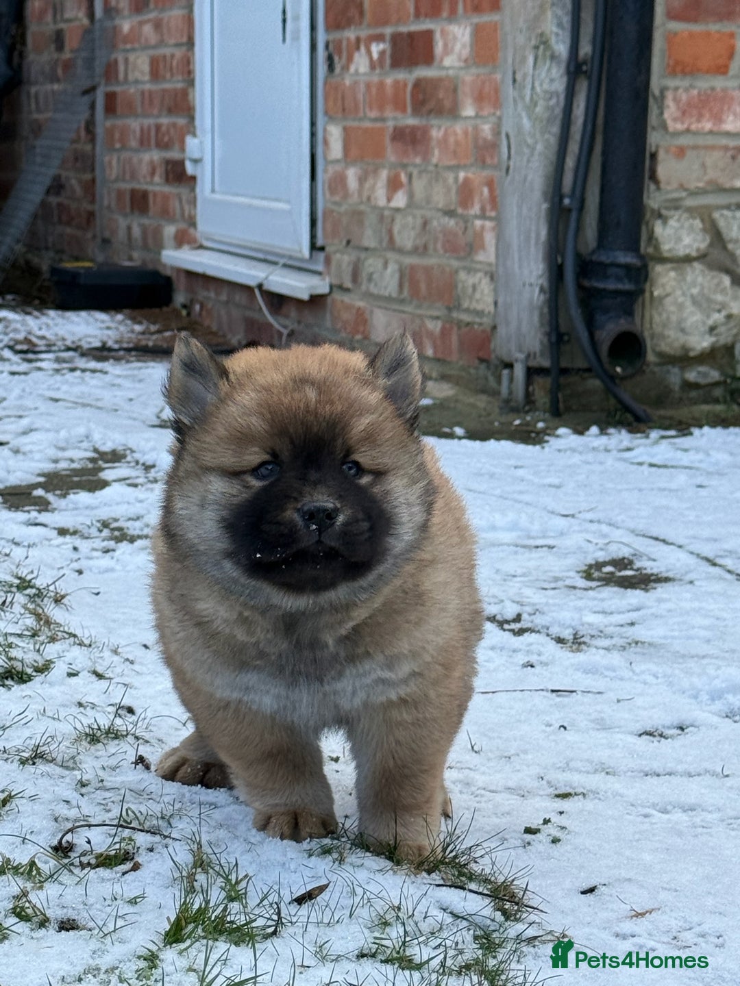 Mixed Breed dogs for sale: chowski / chow chow x Siberian husky - Advert 8