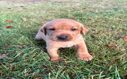 Labrador Retriever dogs for sale: KC Registered Fox Red Labrador Puppies  - Image 13