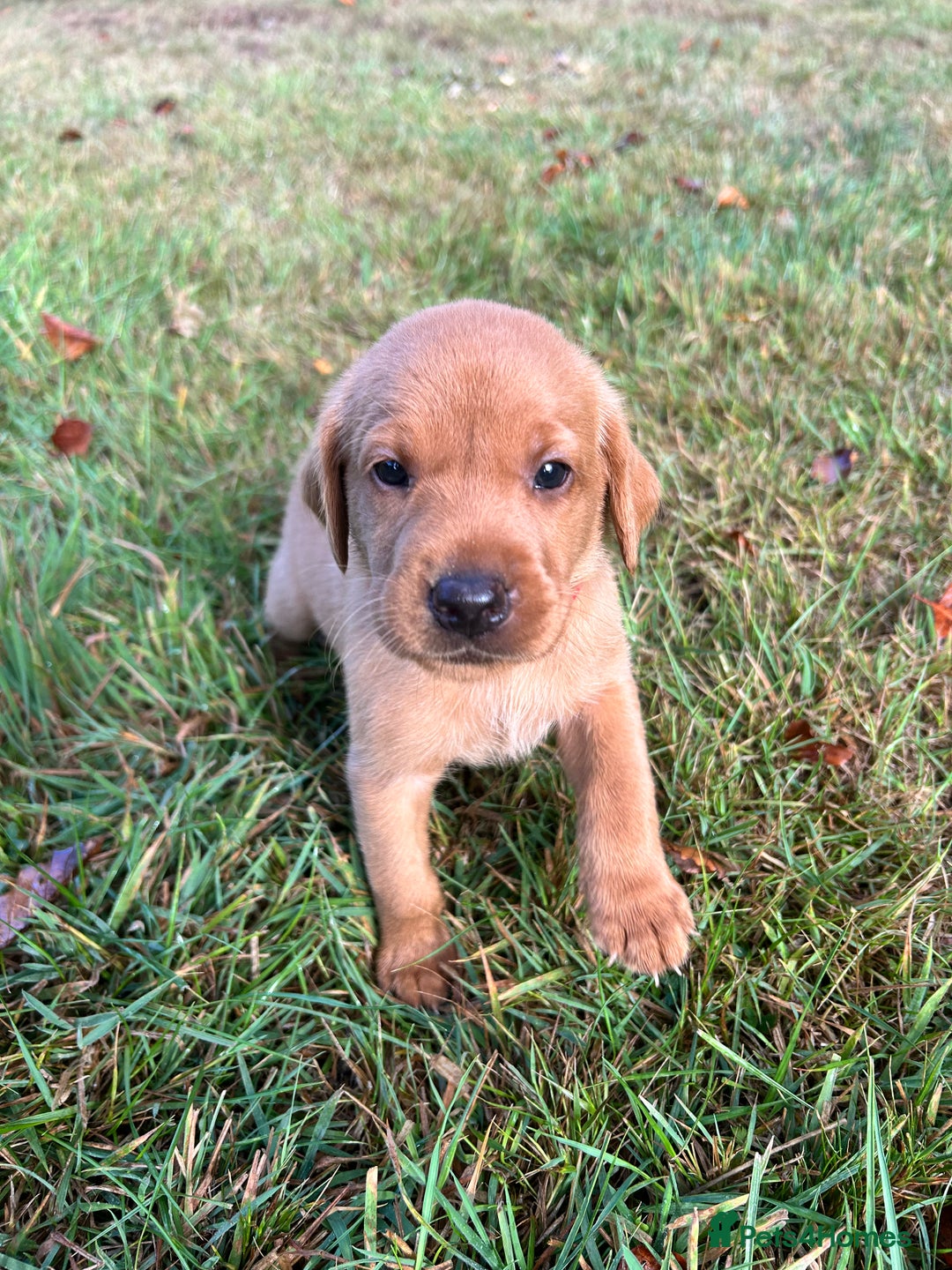 Labrador Retriever dogs for sale: KC Registered Fox Red Labrador Puppies  - Image 13