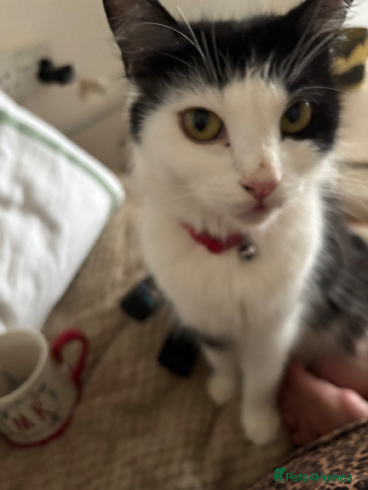 Mixed Breed cats Kittens  - Advert 11