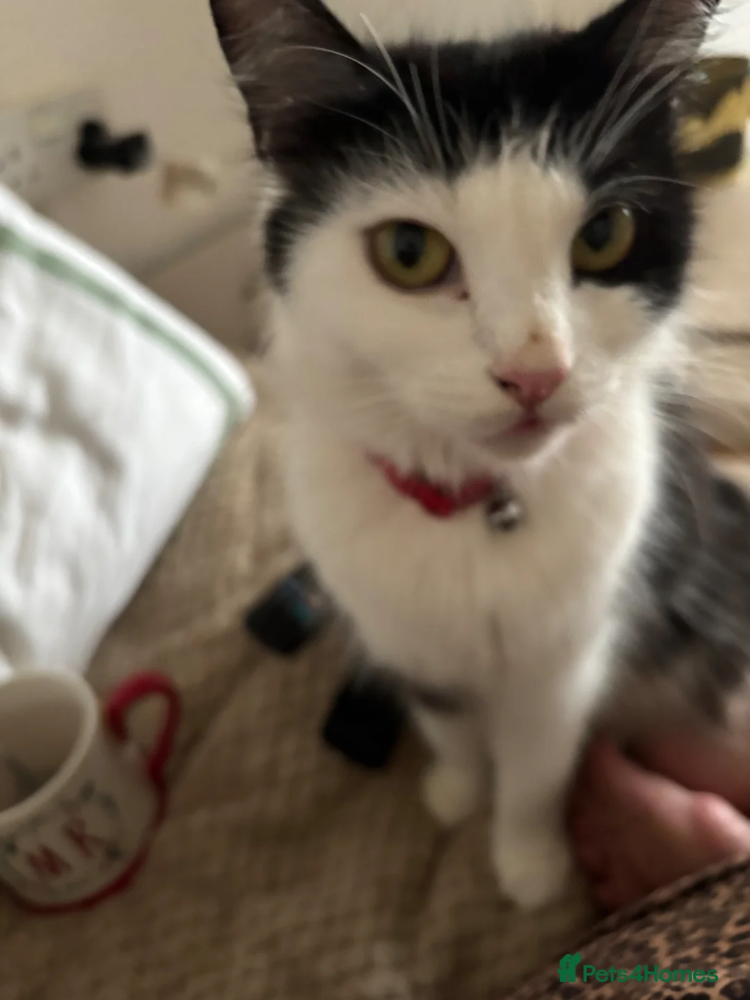 Mixed Breed cats for sale: Kittens  - Advert 1