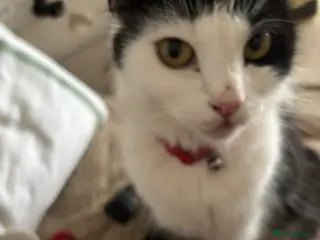 Mixed Breed cats Kittens - Advert 1