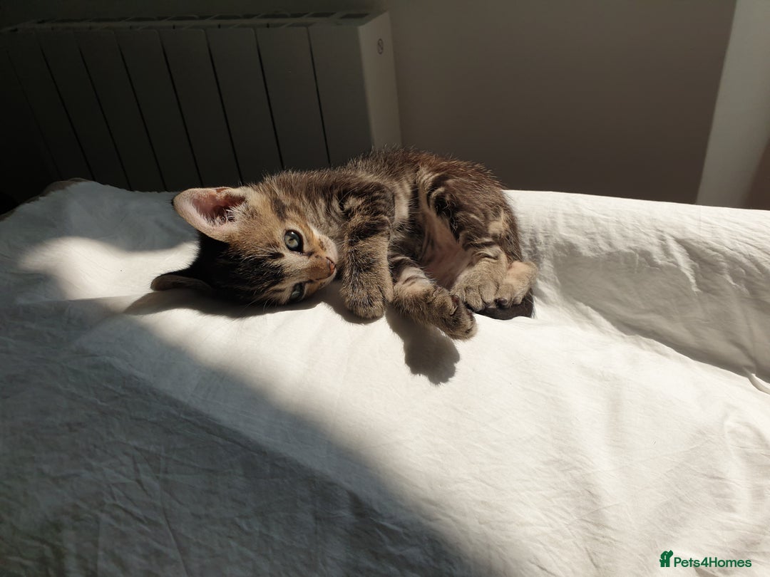 Burmese cats for sale: Burmese X Calico kittens - Image 1