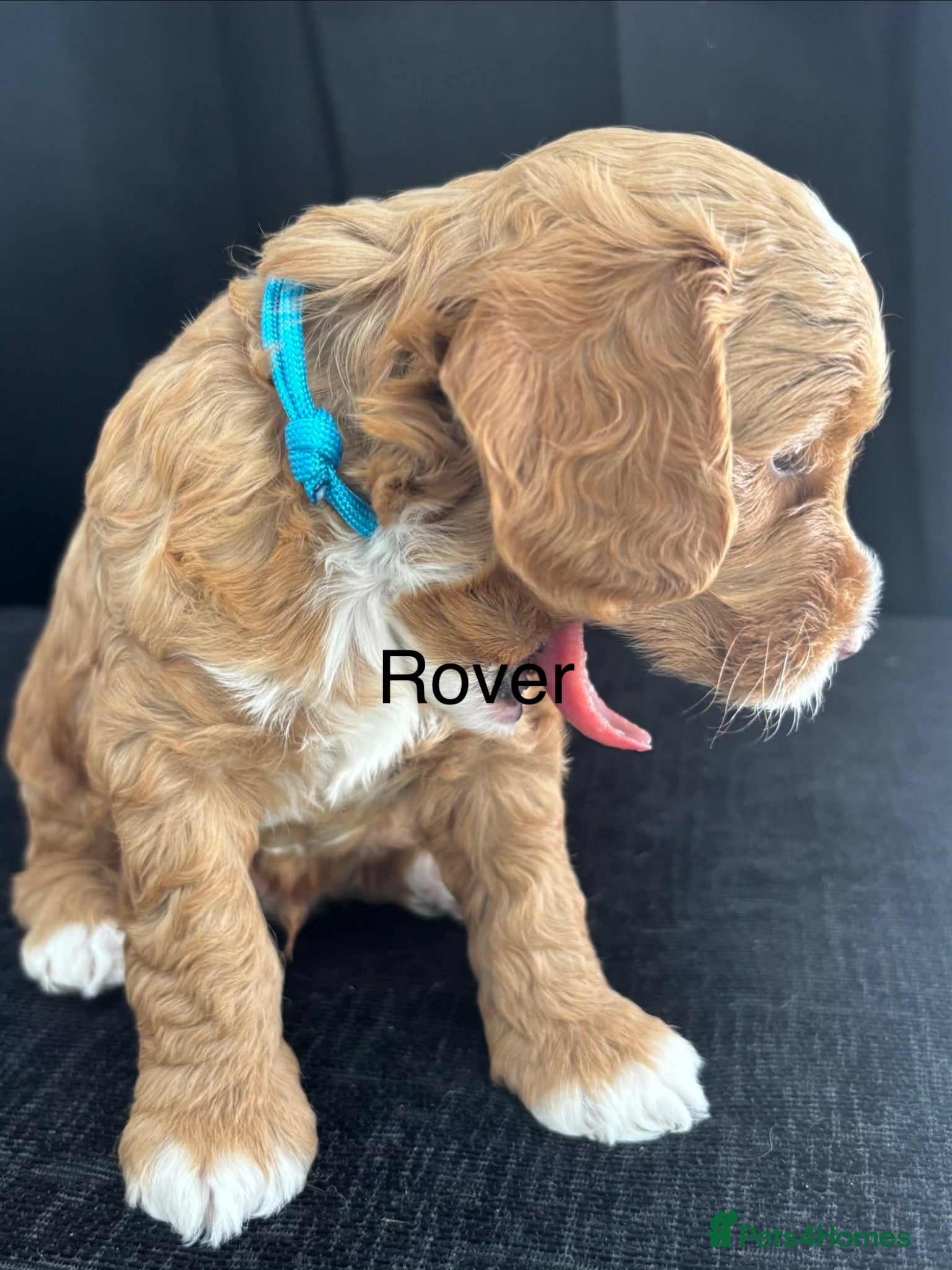 Cockapoo dogs Fully tested Cockapoo Puppies – Raised in my home. - Advert 2