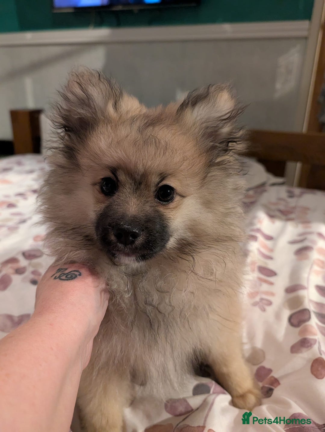 Pomeranian dogs for sale: Pomeranian kc registered boy pup, last in litter - Advert 3