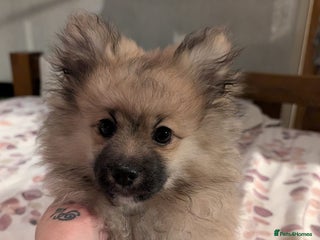 Pomeranian dogs Pomeranian kc registered boy pup, 14 weeks - Advert 1