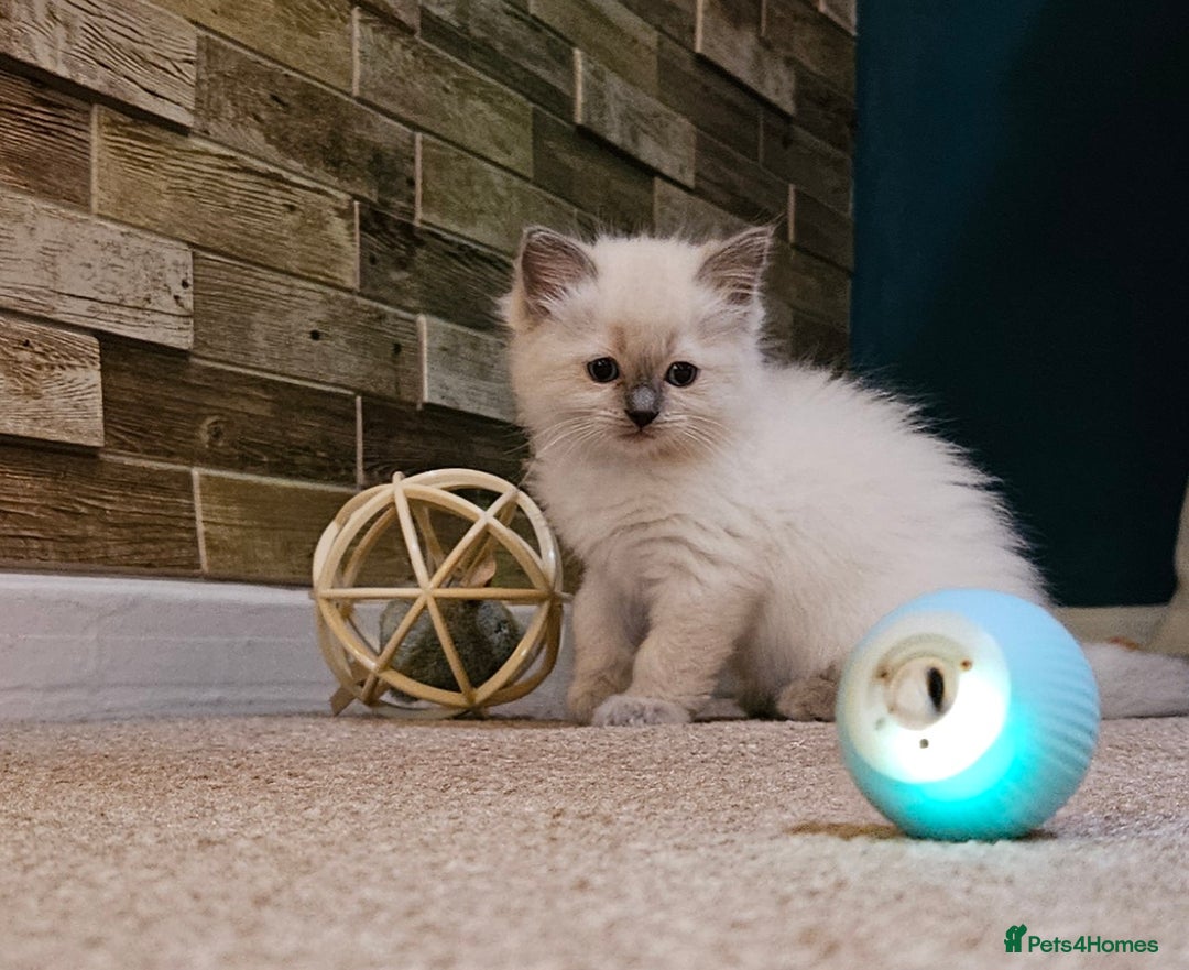 Ragdoll cats for sale: Ready now hcm clear ragdoll litter. X6 - Image 8