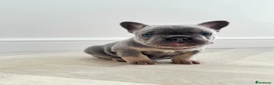 French Bulldog Puppy 1