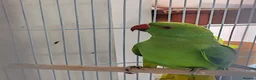 Mixed Breed birds for sale: Indian Ringneck Parakeets  - Advert 5