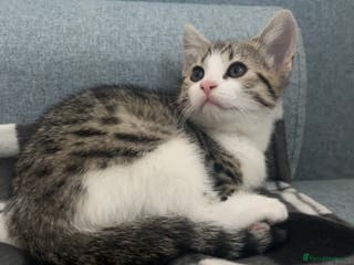 Bengal cats Bengal x british shorthair female kitten - Advert 8