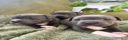 Staffordshire Bull Terrier dogs for sale: Stunning KC Registered Blue Staffs - Advert 11