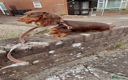 Miniature Dachshund dogs for sale: choc and tan long hair female  - Image 1