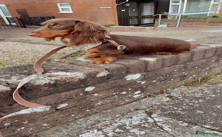 Miniature Dachshund dogs - Advert 4