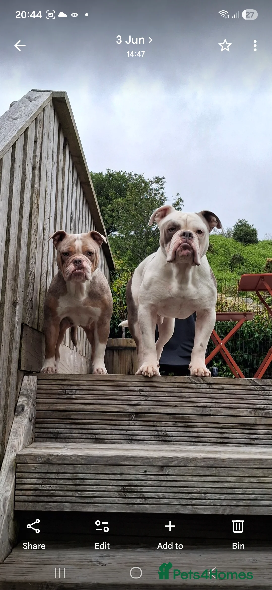 Olde English Bulldogge dogs for sale: Old english bulldogges  in Waltham Abbey - Advert 2