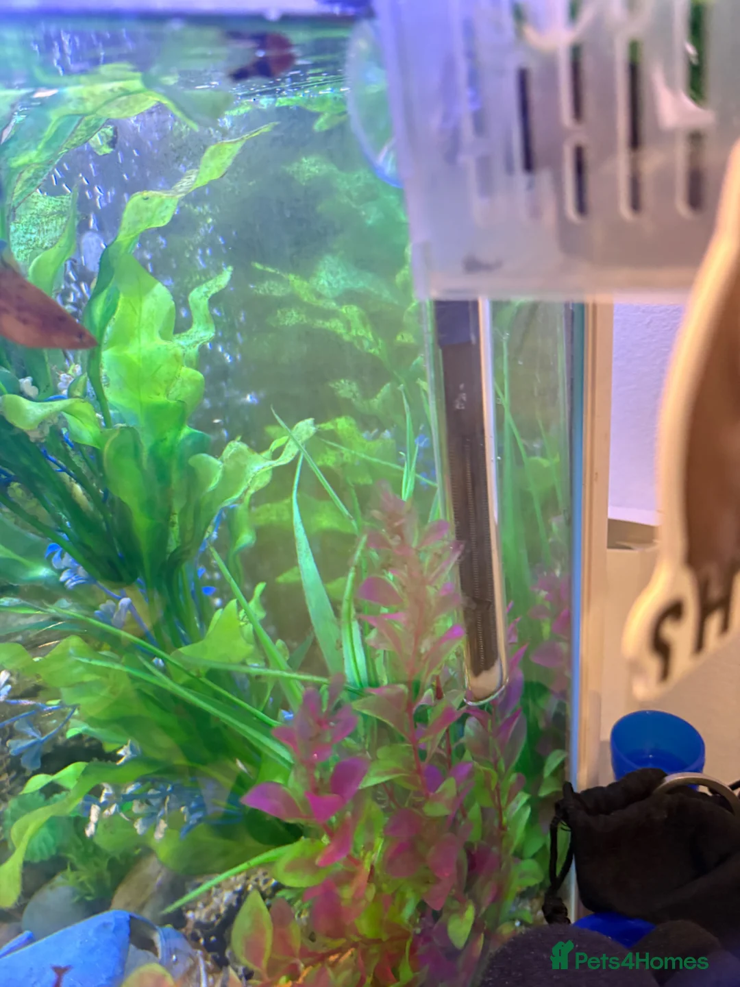 Other/Mixed Breed fish for sale: Fish and tank set up  - Advert 5