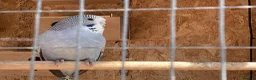 Budgerigars birds for sale: New baby budgies  - Advert 3