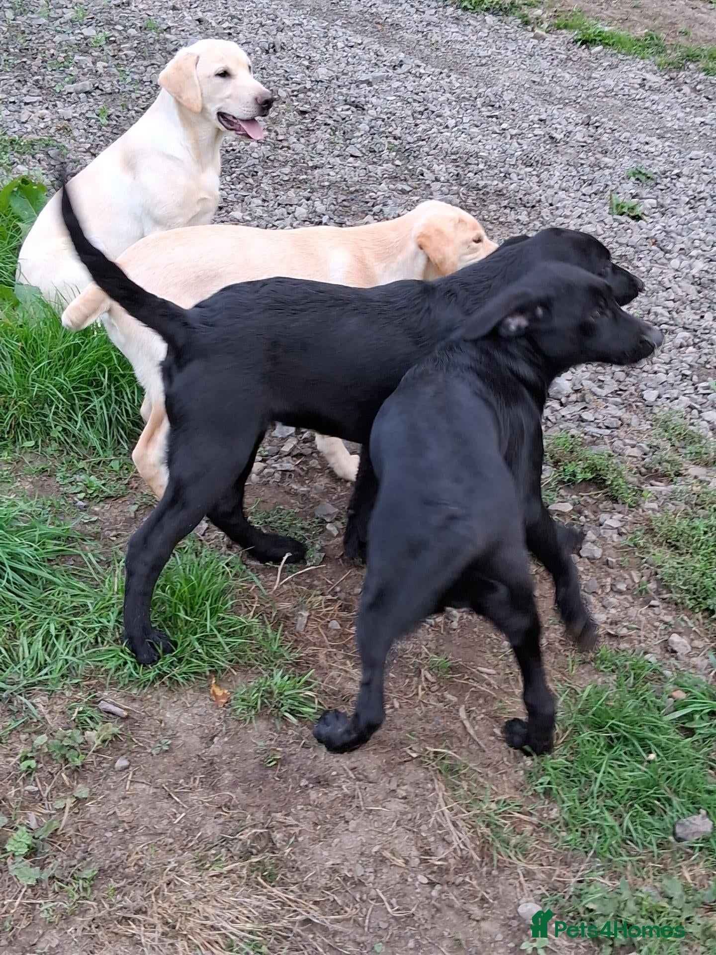 Labrador Retriever dogs Labrador  - Advert 1