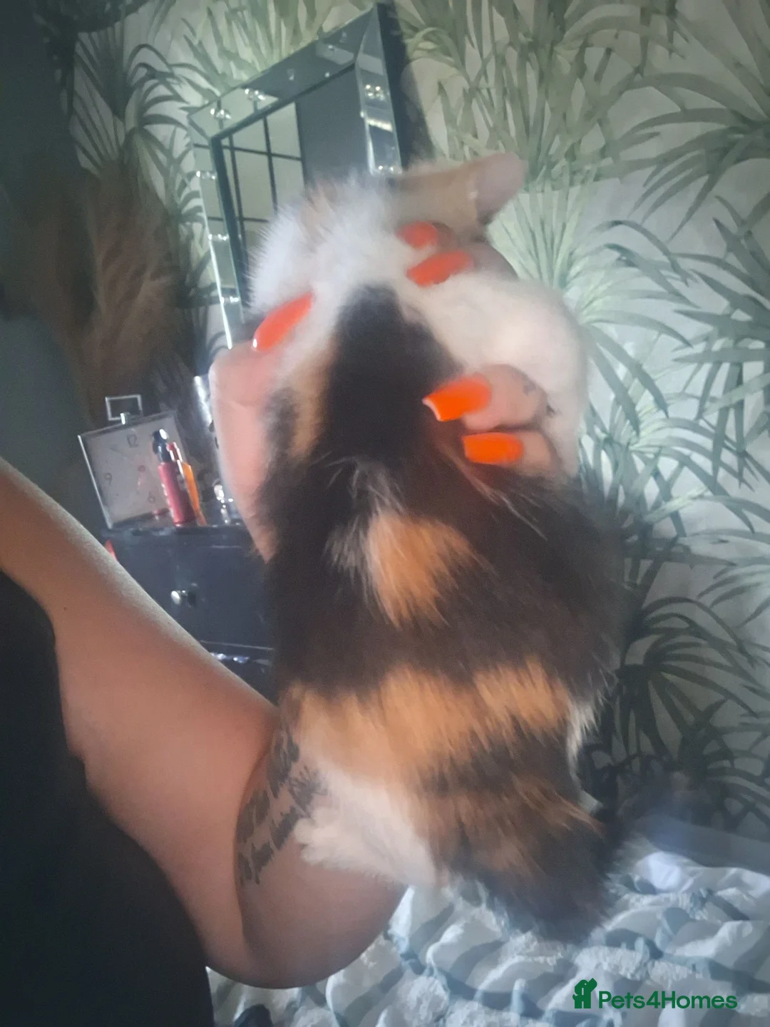 Mixed Breed cats for sale: 2 beautiful Kittens  in Wednesbury - Advert 5