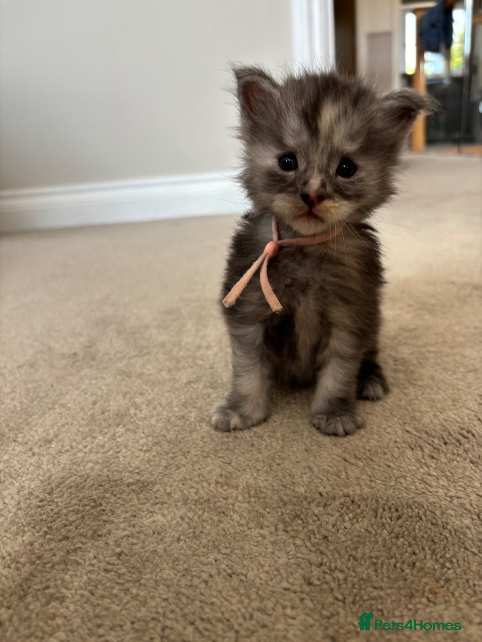 Maine Coon cats for sale: TICA Maine Coon Kittens  - Advert 14