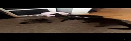 Mixed Breed cats for sale: 3 Beautiful Kittens - Advert 1