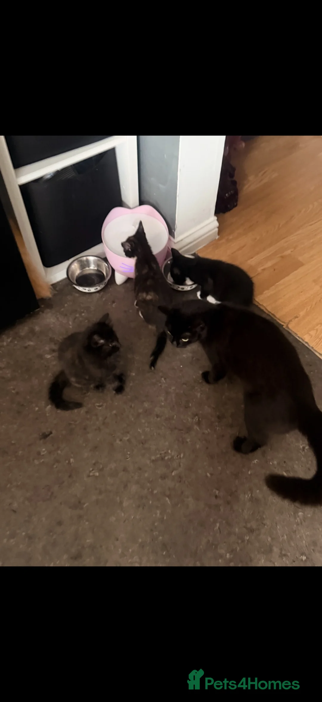 Mixed Breed cats for sale: 3 Beautiful Kittens - Advert 1