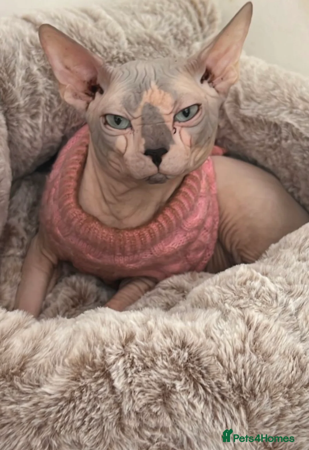 Sphynx cats for stud: Sphynx boy stud, in Wirral - Advert 4