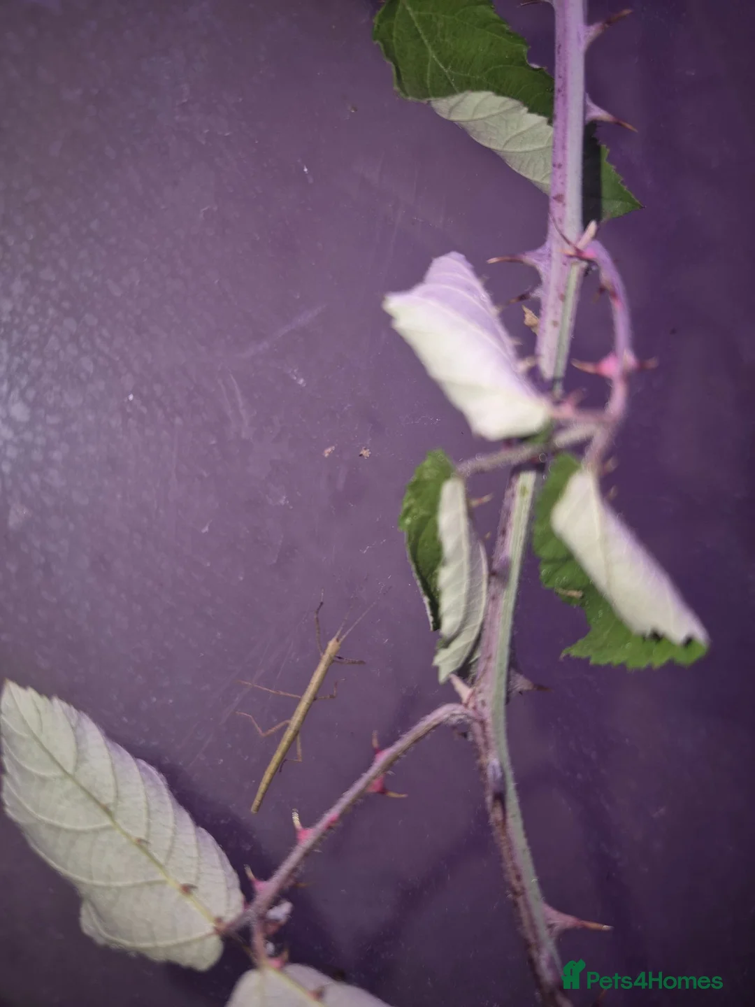 Stick Insects invertebrates for sale: Indian Stick Insects mix ages in Trowbridge - Advert 6