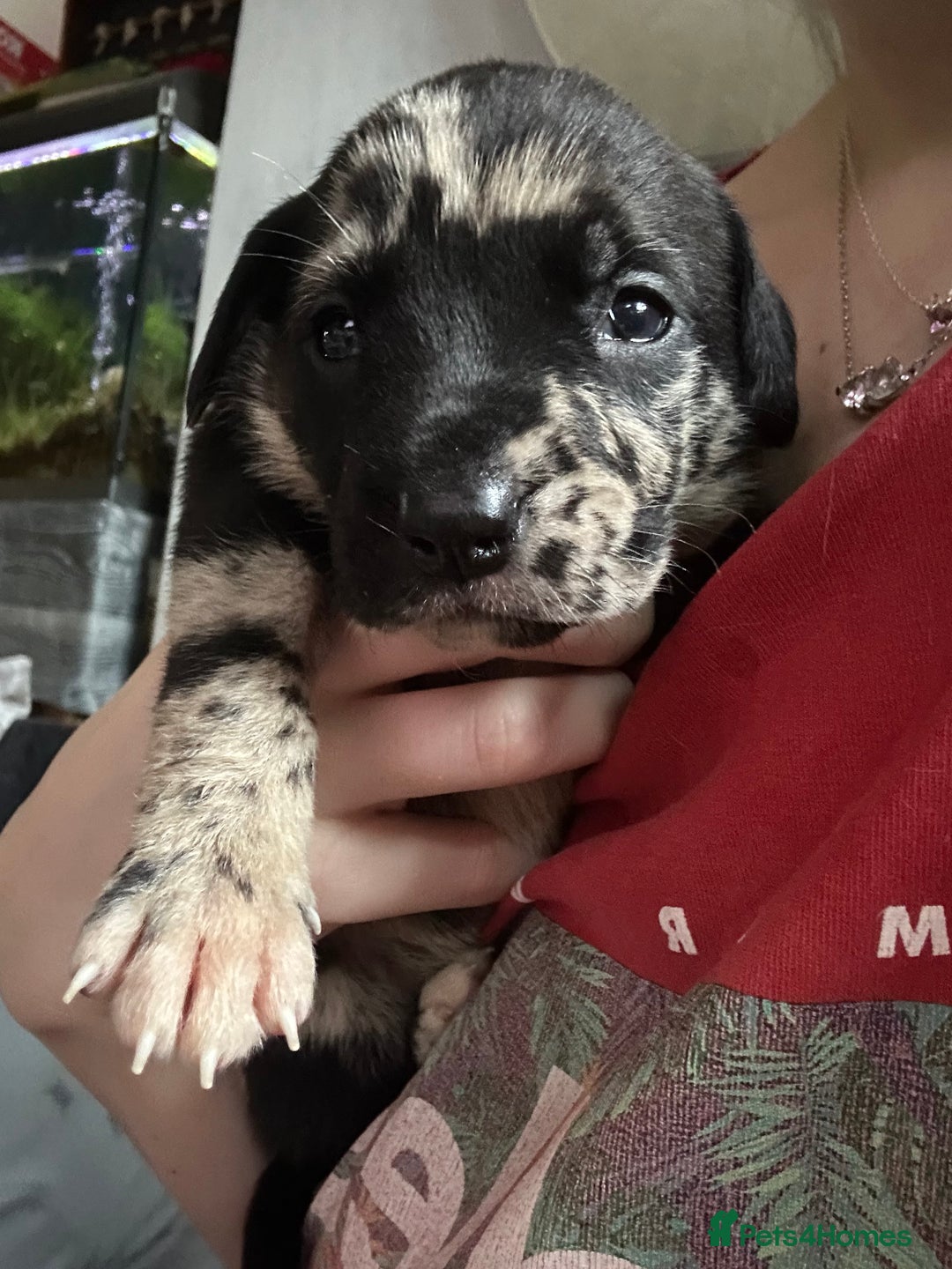 Mixed Breed dogs for sale: Mix breed Staff  - Advert 24