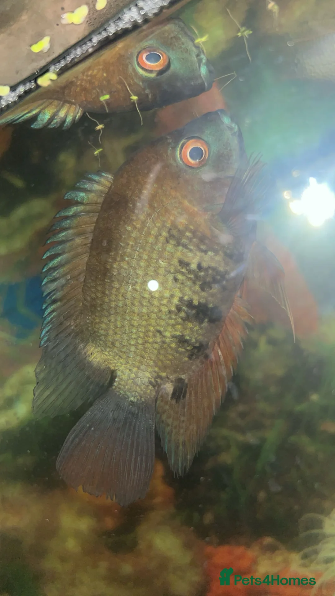 Plecos fish for sale: tropical fish - Advert 1