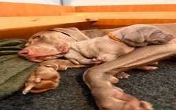 Weimaraner dogs for sale: Weimaraner litter - Image 13