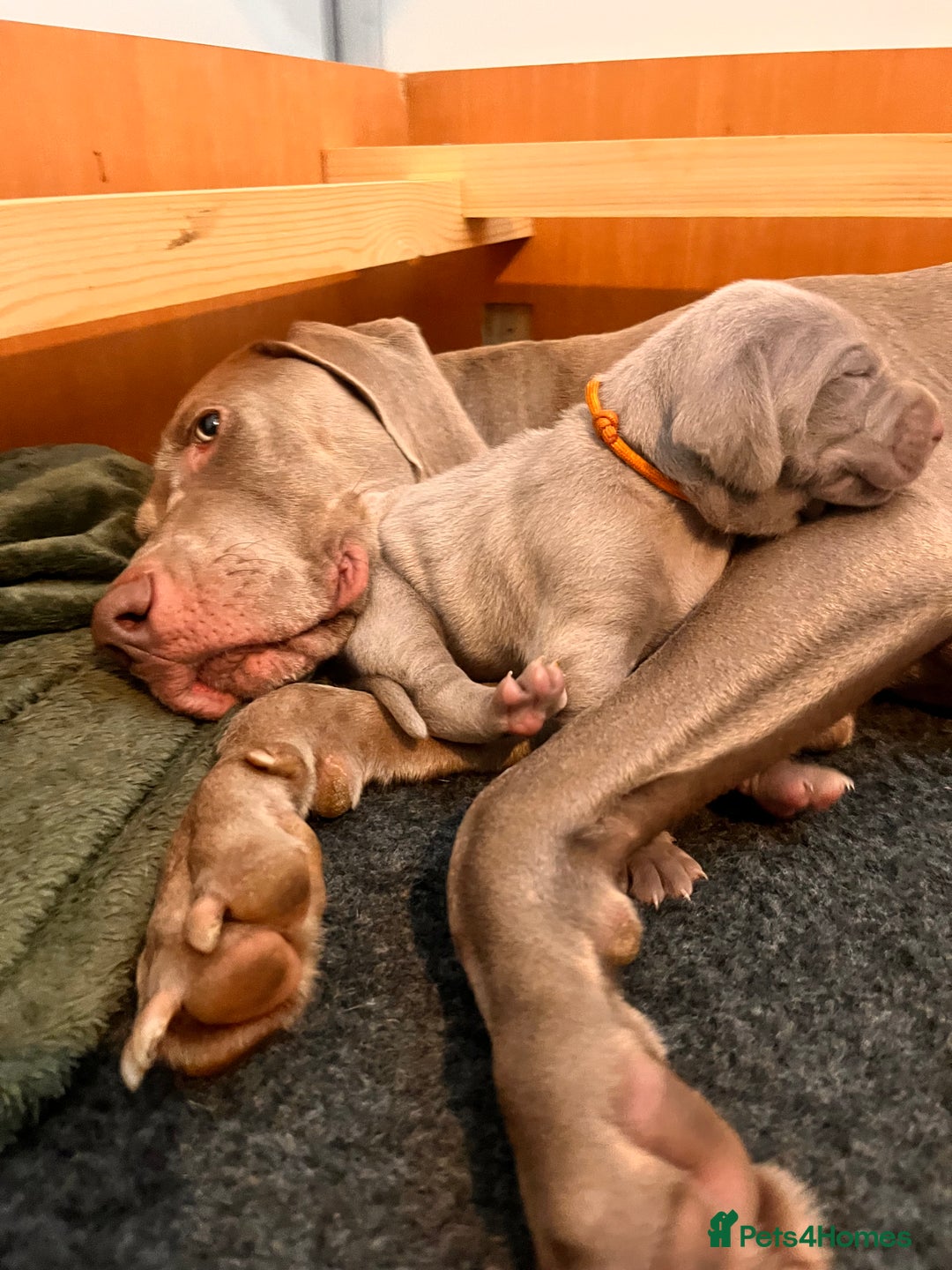 Weimaraner dogs for sale: Weimaraner litter - Image 13