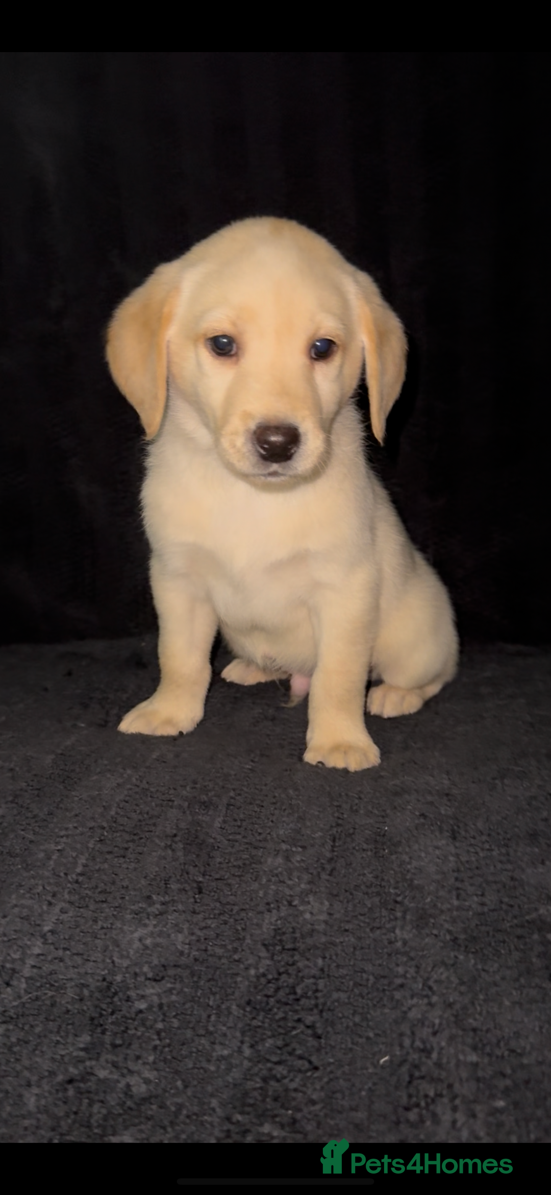 Labrador Retriever dogs for sale: ⭐️5 ADORABLE LABRADOR PUPPIES⭐️ - Advert 3