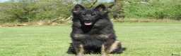 German Shepherd dogs for sale: German Shepherd Puppies For Sale - Advert 4