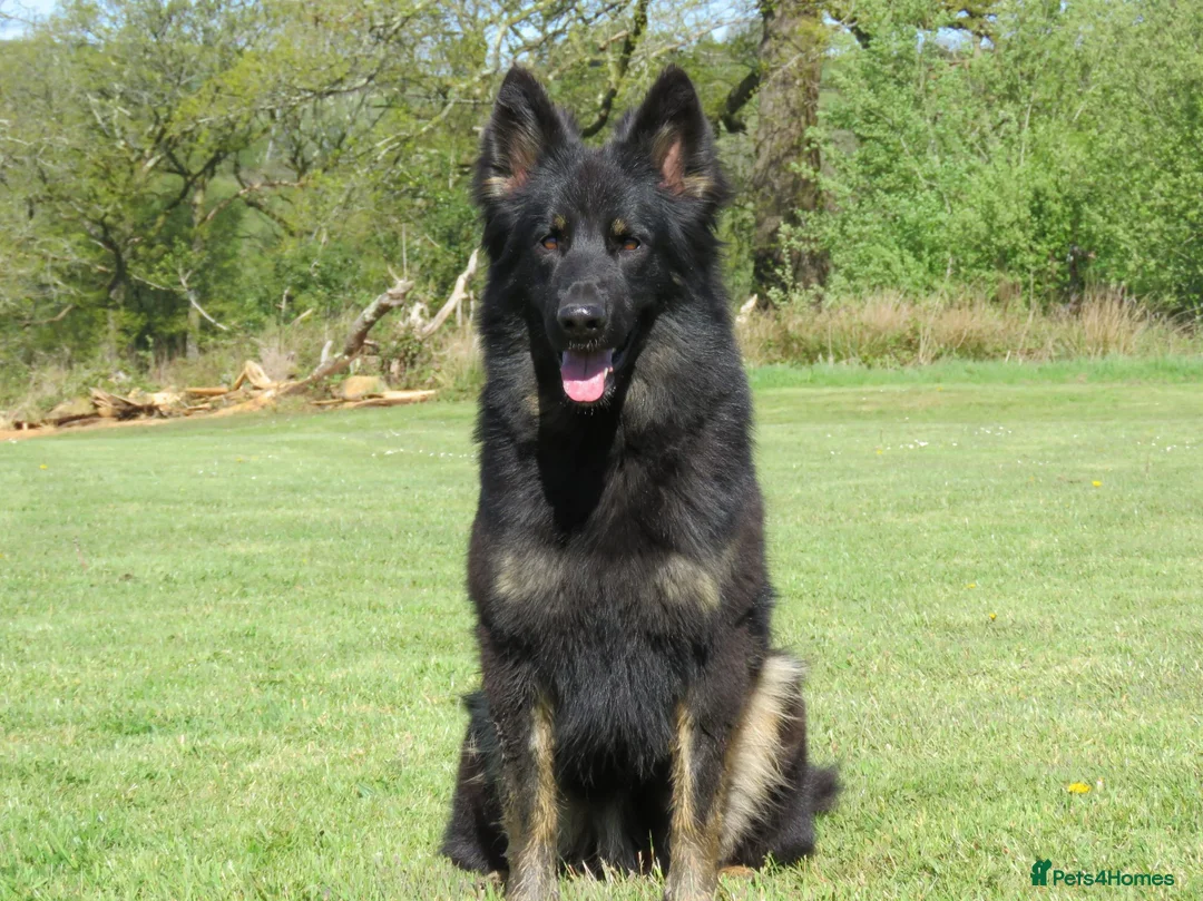 German Shepherd dogs for sale: German Shepherd Puppies For Sale - Advert 4