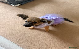 Chihuahua dogs for sale: URGENT Female long haired chihuahua mix puppy - Image 3