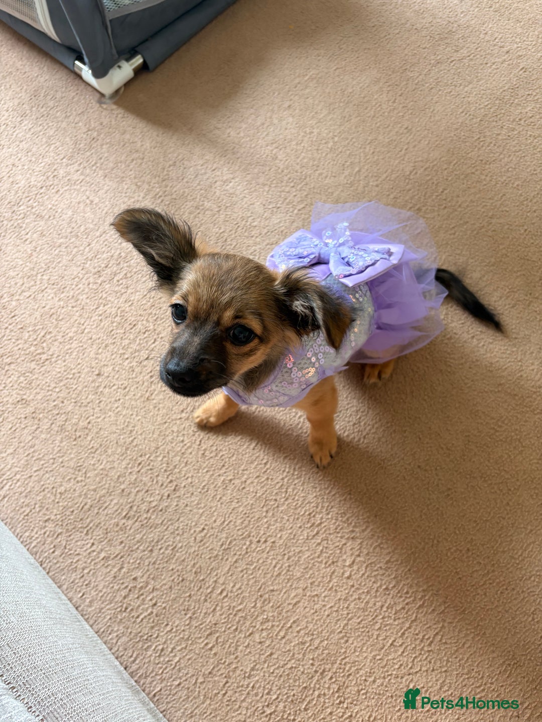 Chihuahua dogs for sale: URGENT Female long haired chihuahua mix puppy - Image 3