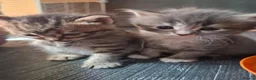 Mixed Breed cats for sale: 5 beautiful kittens for sale - Advert 6