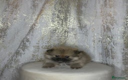Pomeranian dogs for sale: Pomeranian boy - Image 2