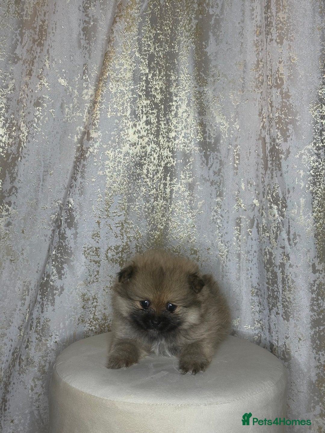 Pomeranian dogs for sale: Pomeranian boy - Image 2