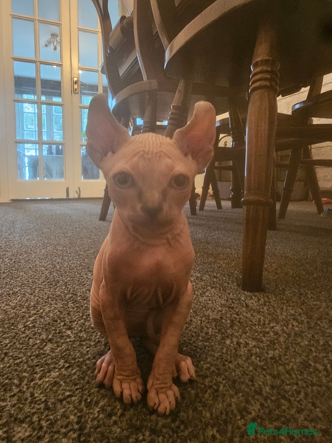 Sphynx cats for sale: Sphynx kittens - Image 8