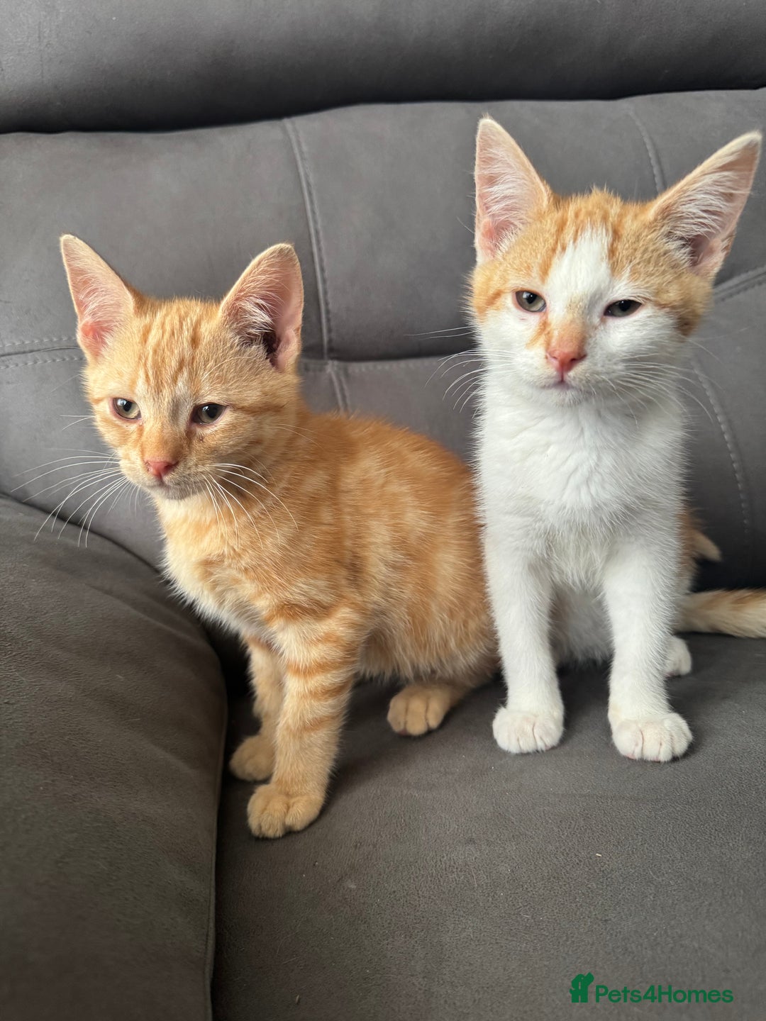 Domestic Shorthair cats for sale: Gorgeous brown tabby girl  - Image 2